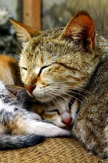 Cutest kitten pic 01