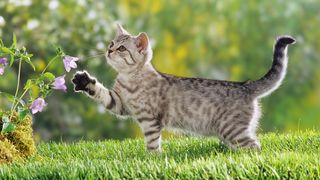 Cutest kitten pic 01