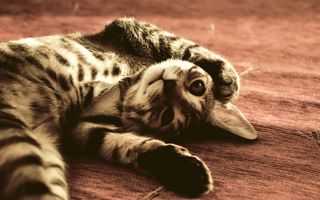 Cutest kitten pic 02
