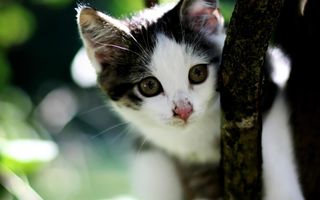 Cutest kitten pic 02