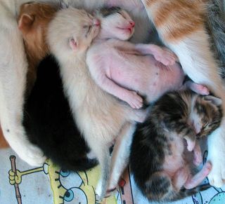 Cutest kitten pic 02