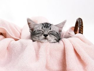 Cutest kitten pic 01