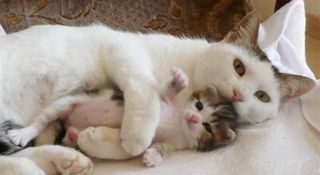 Click on the image to see another cute kitten photo