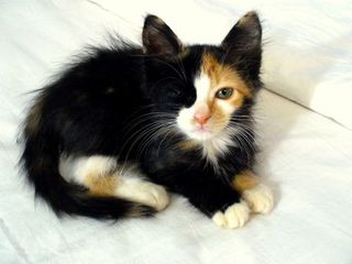 Cutest kitten pic 01