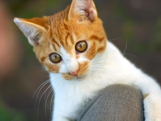 Cutest kitten pic 01