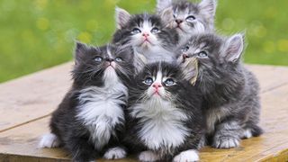 Click on the image to see another cute kitten photo