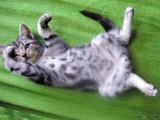 Cutest kitten pic 02