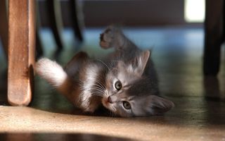 Cutest kitten pic 02