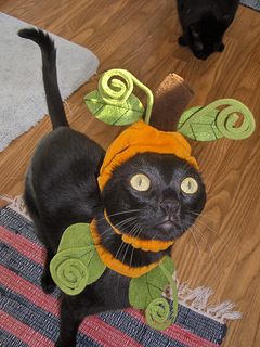 Cutest kitten pic 02