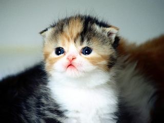 Cutest kitten pic 02
