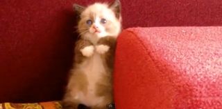 Cutest kitten pic 02