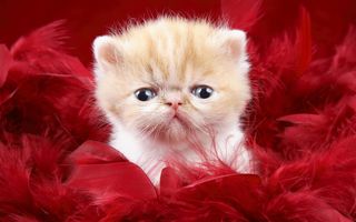 Click on the image to see another cute kitten photo