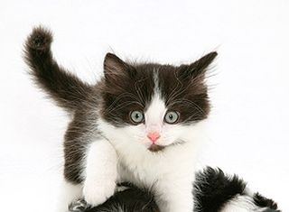 Cutest kitten pic 01