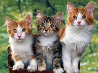 Cutest kitten pic 01