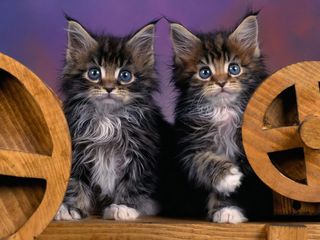 Cutest kitten pic 02
