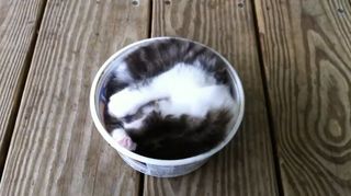 Cutest kitten pic 02