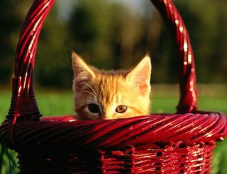 Click on the image to see another cute kitten photo