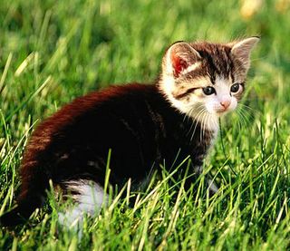 Cutest kitten pic 02