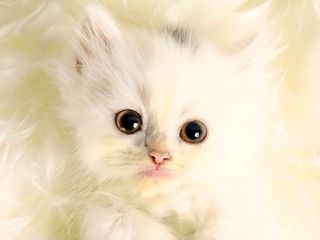 Cutest kitten pic 01