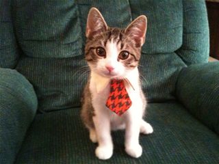 Cutest kitten pic 02