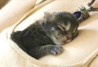 Click on the image to see another cute kitten photo