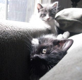 Cutest kitten pic 02