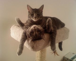 Cutest kitten pic 01