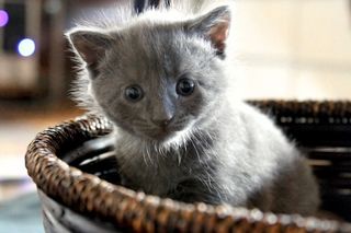 Cutest kitten pic 01