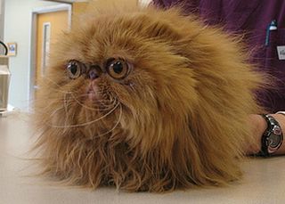 Cutest kitten pic 01