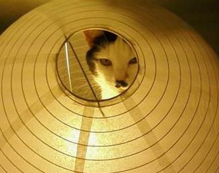 Click on the image to see another cute kitten photo
