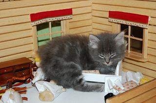 Cutest kitten pic 02