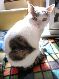 Cutest kitten pic 02