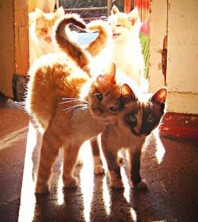 Click on the image to see another cute kitten photo