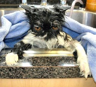 Cutest kitten pic 01