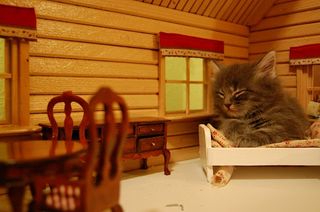 Click on the image to see another cute kitten photo