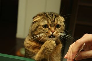 Cutest kitten pic 01