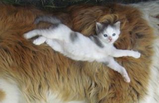 Cutest kitten pic 01