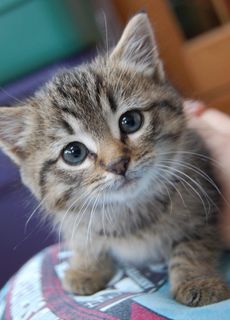 Click on the image to see another cute kitten photo