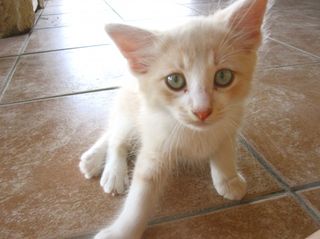 Cutest kitten pic 02