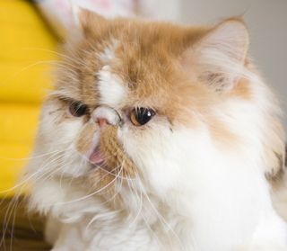 Click on the image to see another cute kitten photo