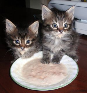 Cutest kitten pic 02