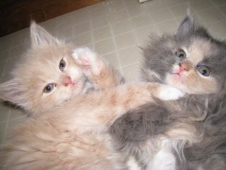 Cutest kitten pic 01