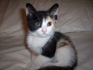 Cutest kitten pic 02