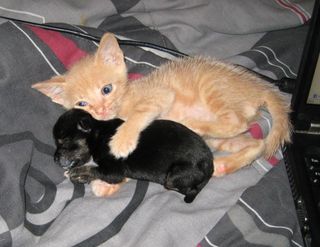 Cutest kitten pic 01