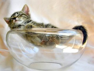 Click on the image to see another cute kitten photo