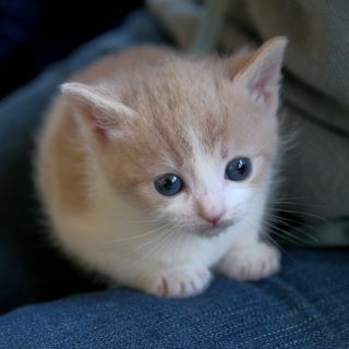 Cutest kitten pic 02