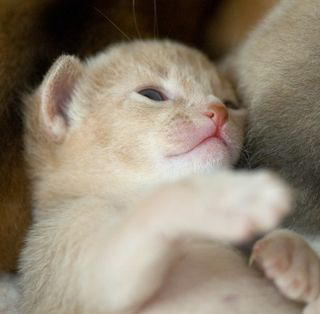 Cutest kitten pic 01