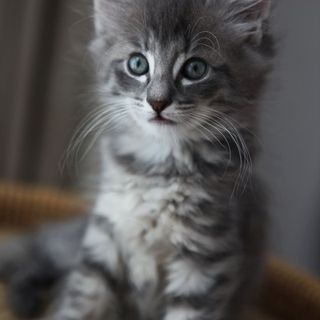 Cutest kitten pic 02