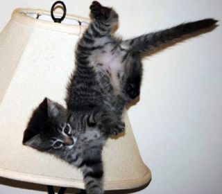 Click on the image to see another cute kitten photo