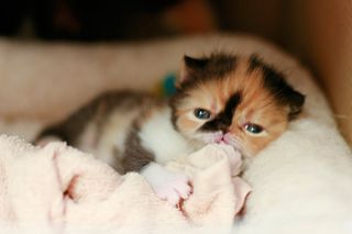 Cutest kitten pic 02